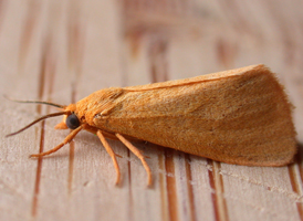 Orange Virbia